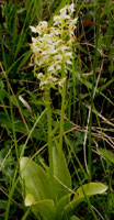 Platanthera chlorantha