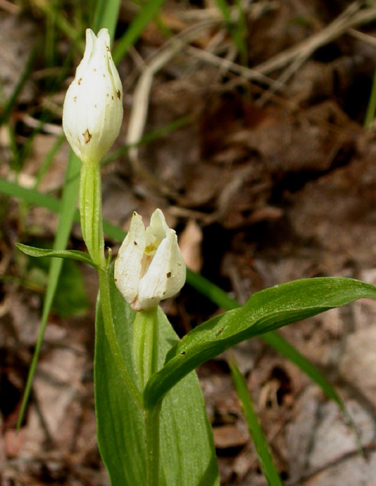 Cephalanthera damasonium