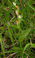 Cephalanthera damasonium