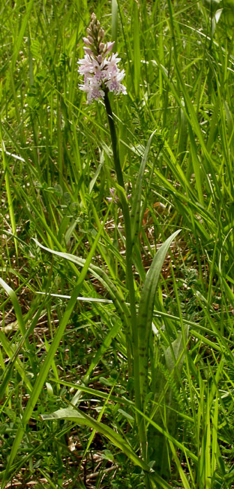 Dactylorhiza fuchsii