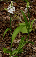 Dactylorhiza fuchsii