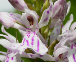 Dactylorhiza fuchsii