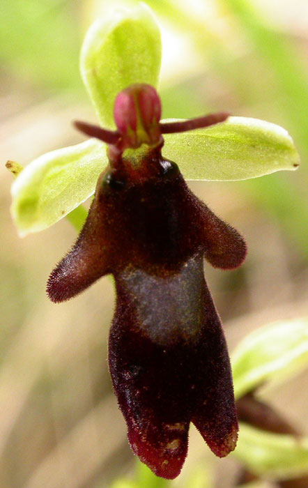 Ophrys insectifera