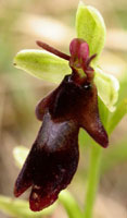 Ophrys insectifera