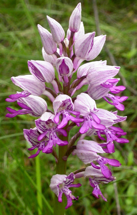 Orchis militaris