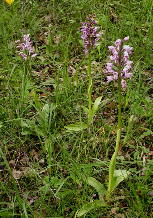 Orchis militaris