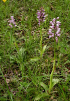 Orchis militaris