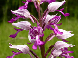 Orchis militaris