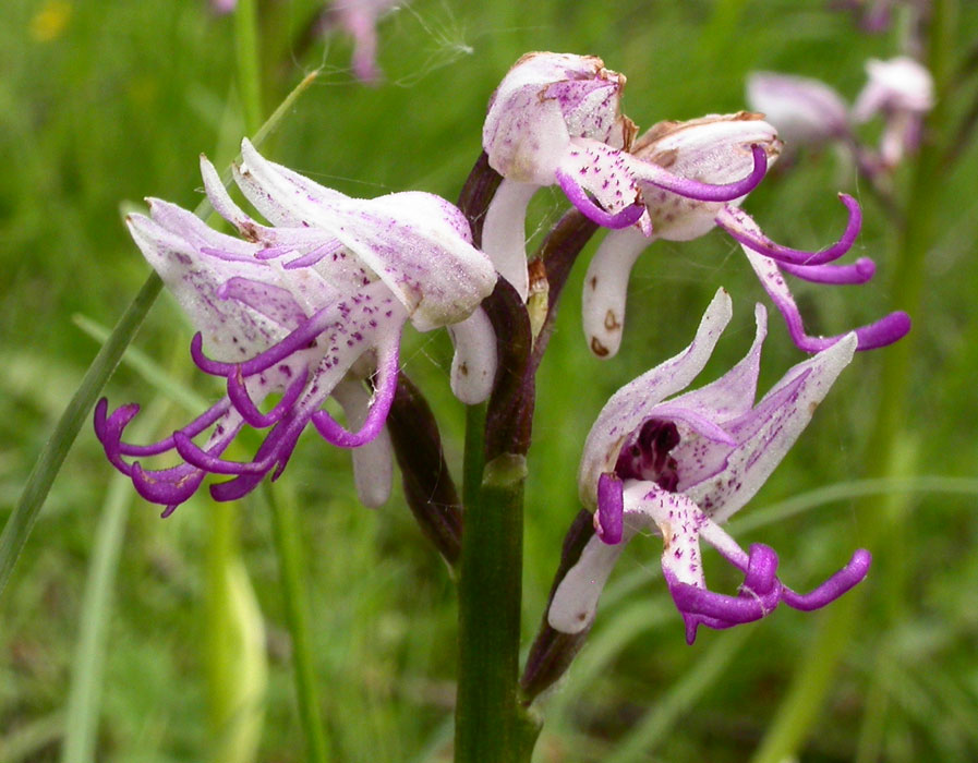 Orchis simia