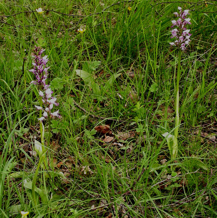 Orchis simia