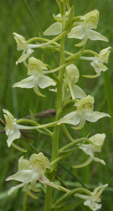 Platanthera chlorantha