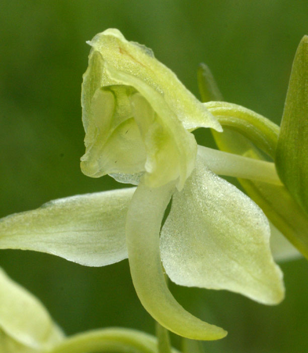 Platanthera chlorantha