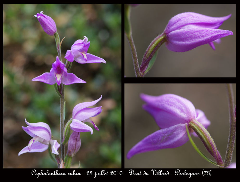 160 Cephalanthera rubra