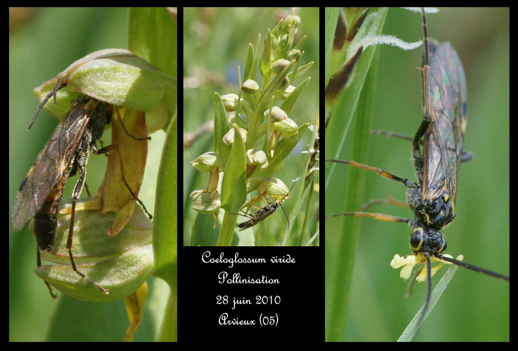 162 Coeloglossum viride