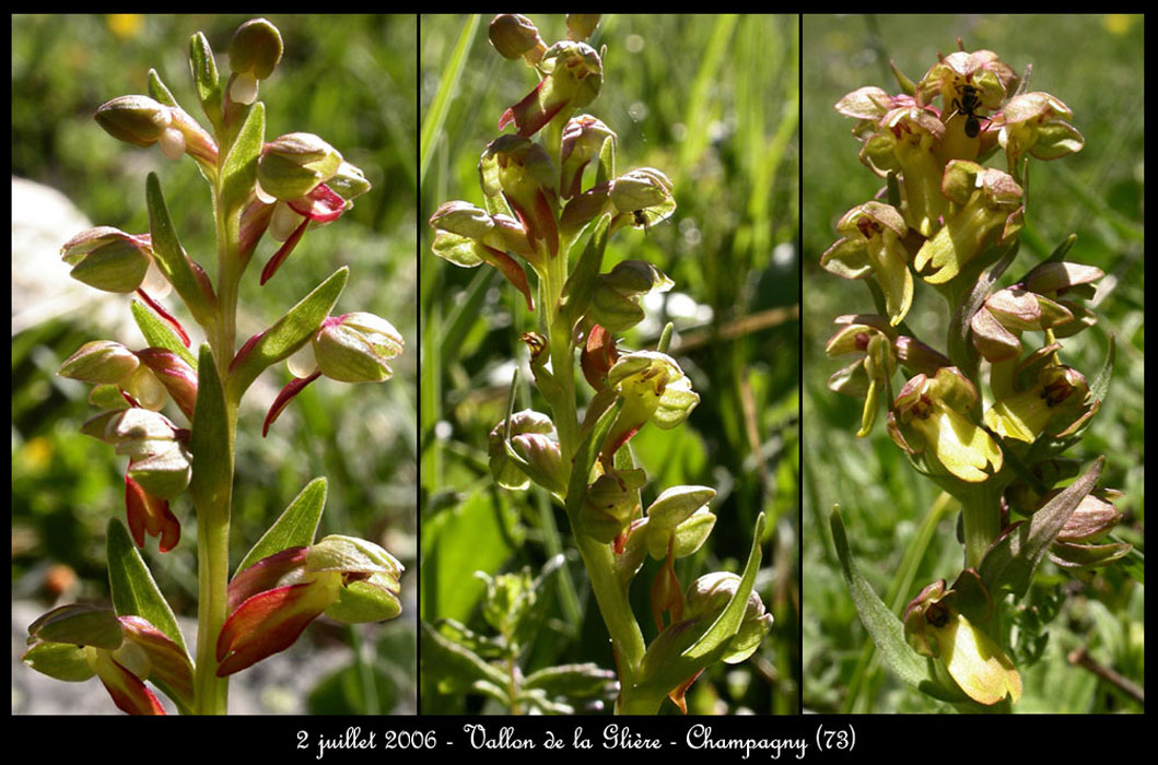 164Coeloglossum-viride2