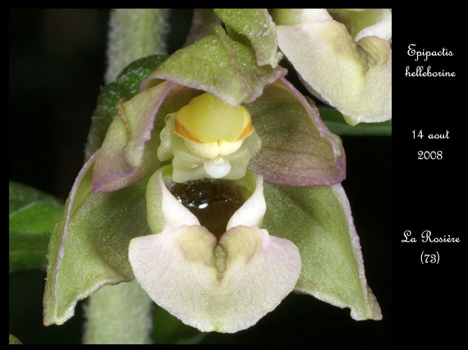 166Epipactis-helleborine