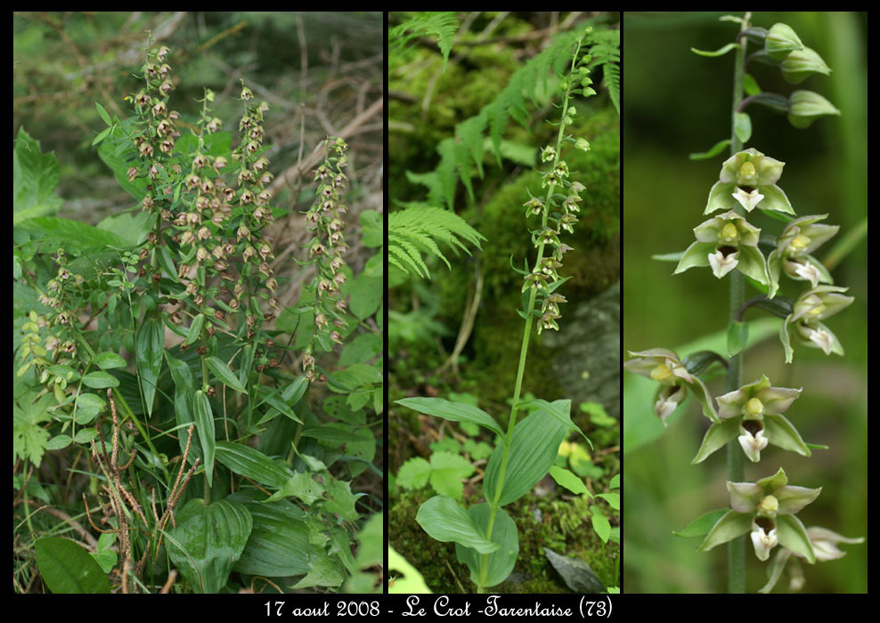167Epipactis-helleborine3