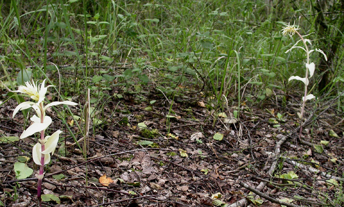 168Ep-helleborine-1306-2