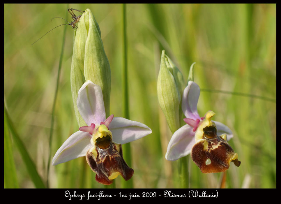 17-Ophrys-fuci-flora