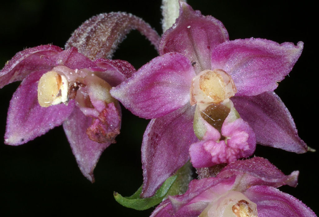170 Epipactis-atrorubens