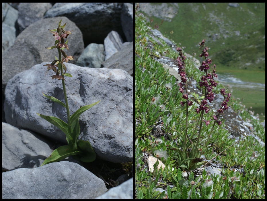 171Epipactis-atrorubens2