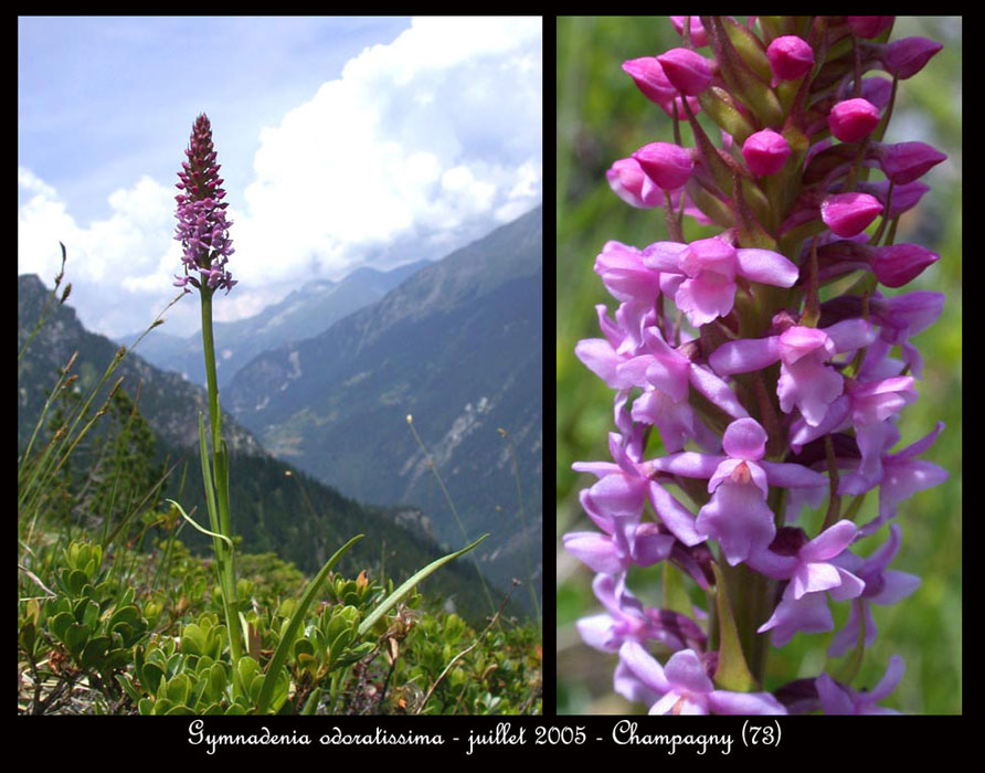 173Gymnadenia-odoratissima