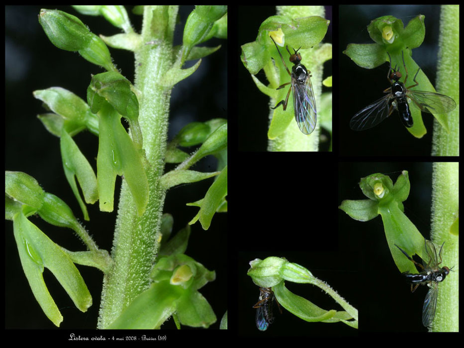 175Listera-ovata