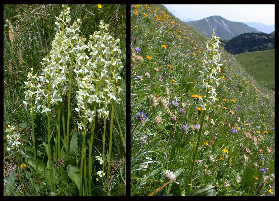 178Platanthera-bifolia