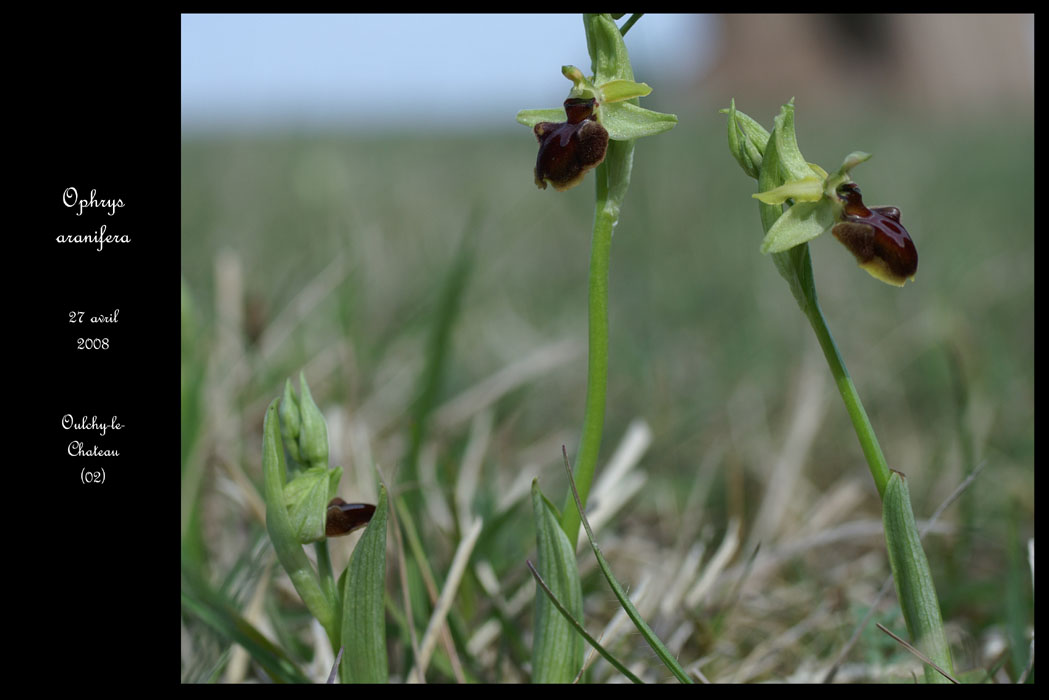 2 Ophrys aranifera5