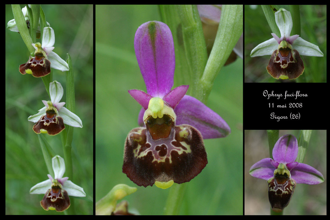 20 Ophrys fuci-flora2