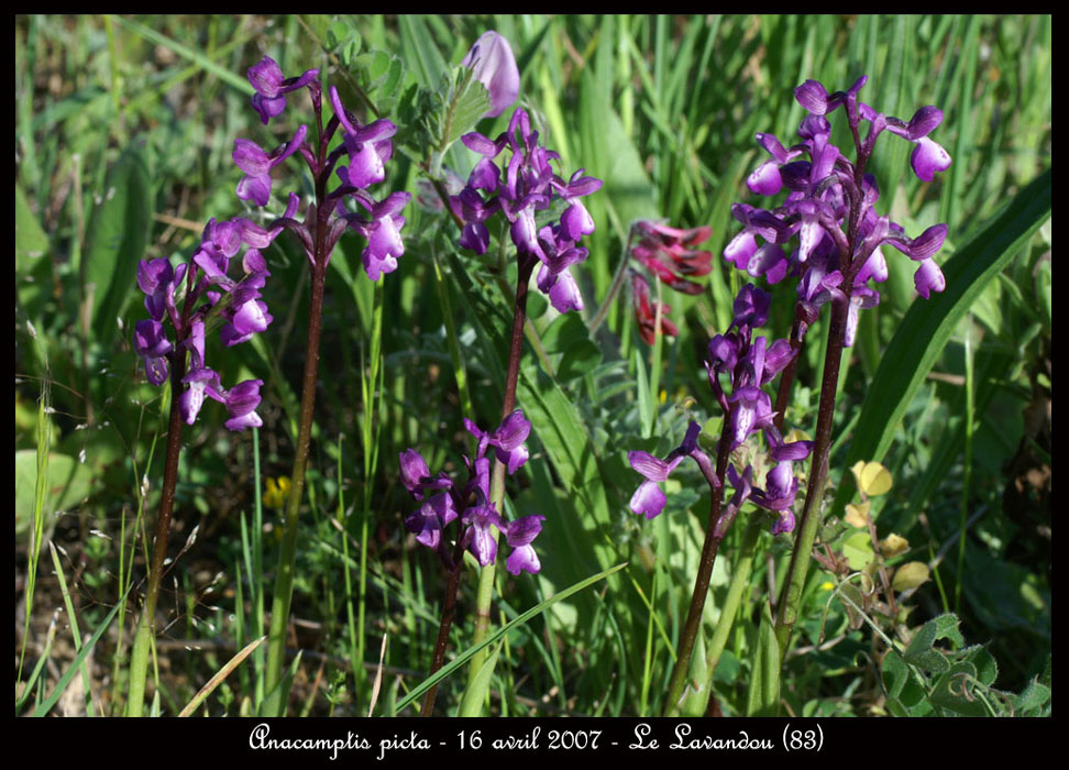 200Anacamptis-picta-La-Faviere-160407