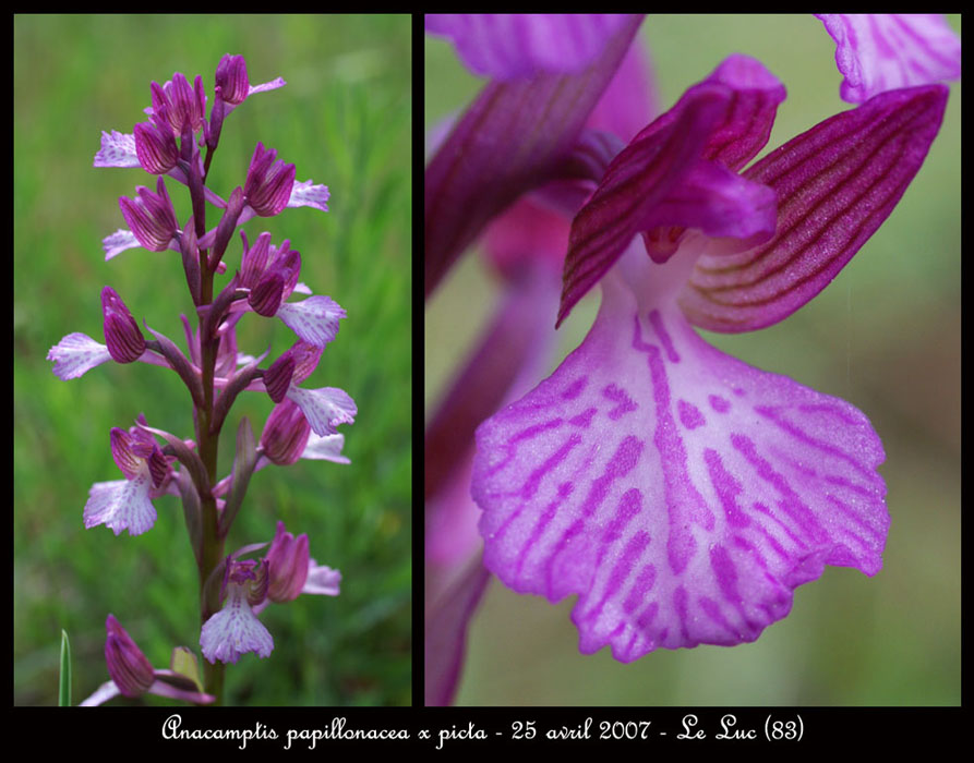 206Anacamptis-papillonacea-x-picta--Bruyères-250407-(18)