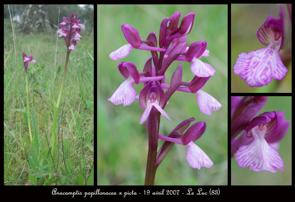 206Anacamptis-papillonacea-x-picta-Autodrome-190407
