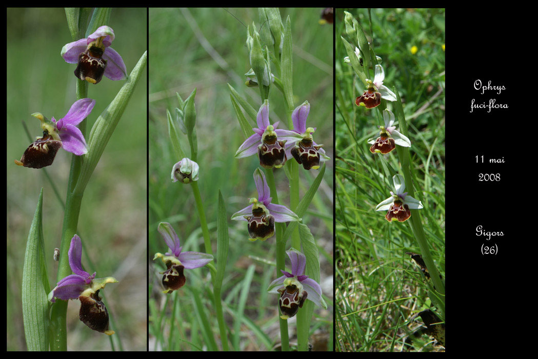 21 Ophrys fuci-flora33