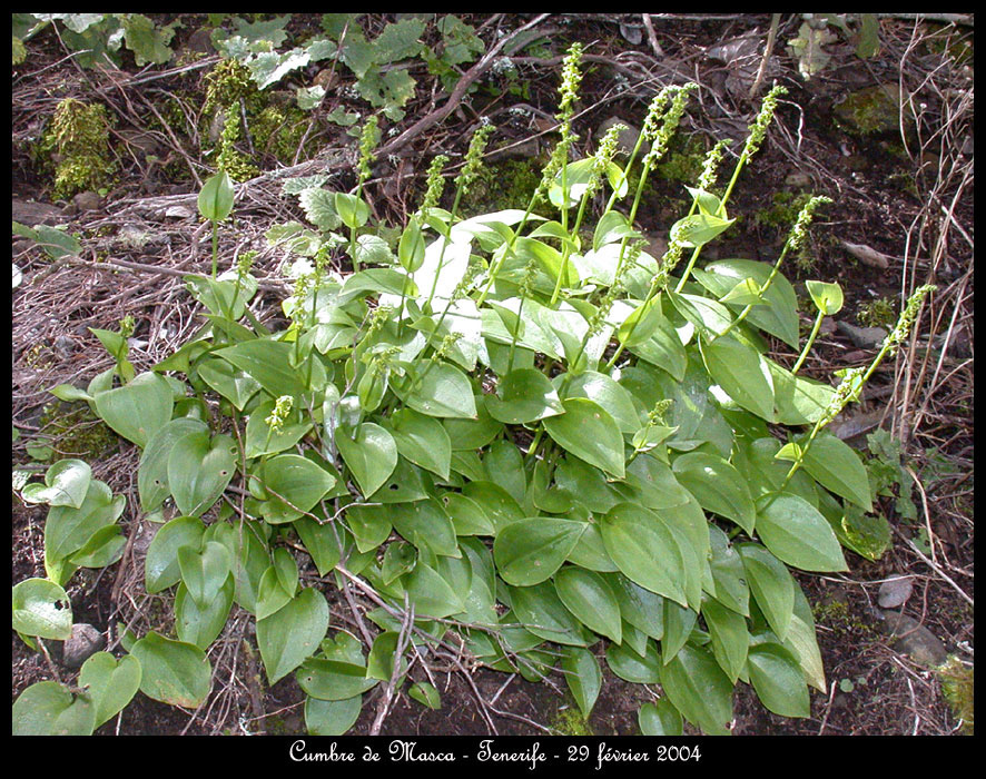 210Gennaria-diphylla