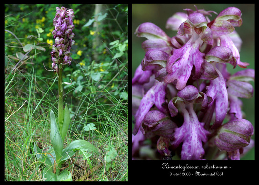 212Himantoglossum-robertianum2