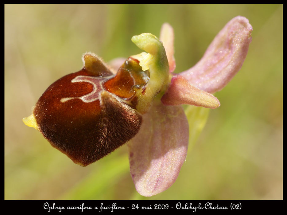22-Ophrys-aranifera-x-fuci-flora
