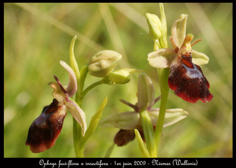 22-Ophrys-fuciflora-x-insectifera