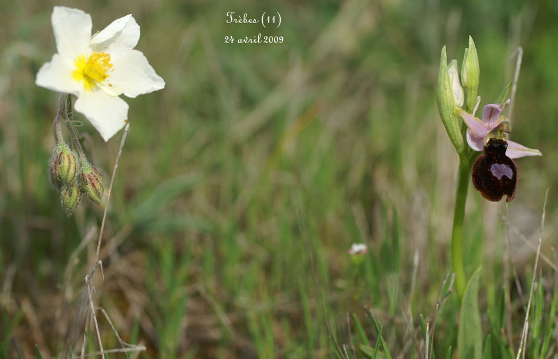 225Ophrys-magniflora
