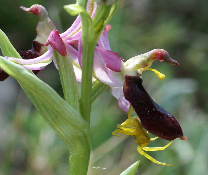 226Ophrys-drumana12