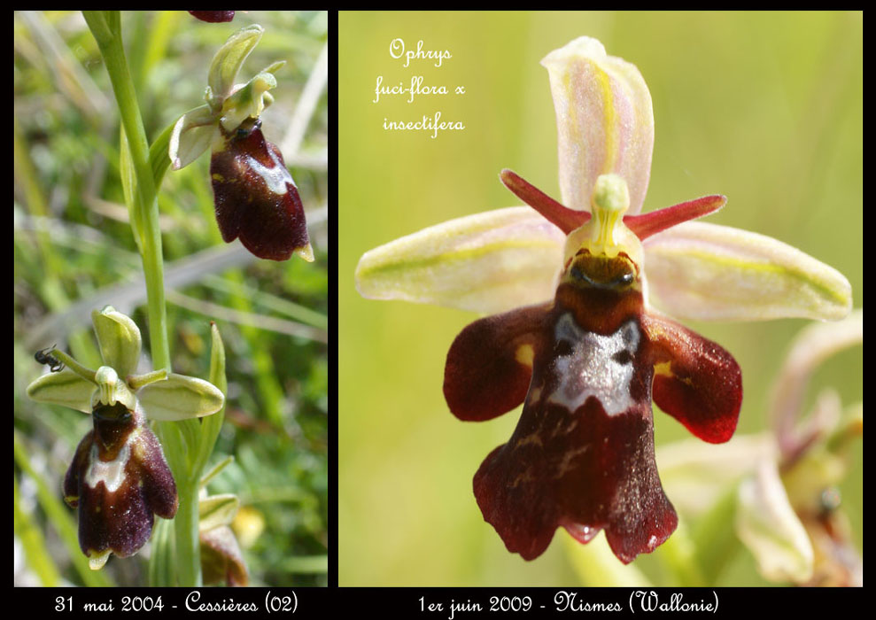 23-Ophrys-fuciflora-x-insectifera