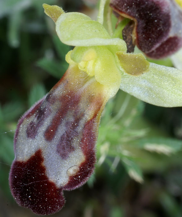 231Ophrys-lupercalis2