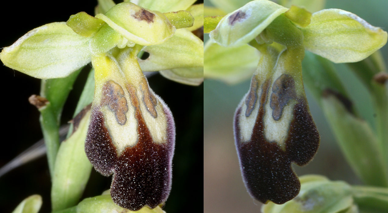 231Ophrys-lupercalis6