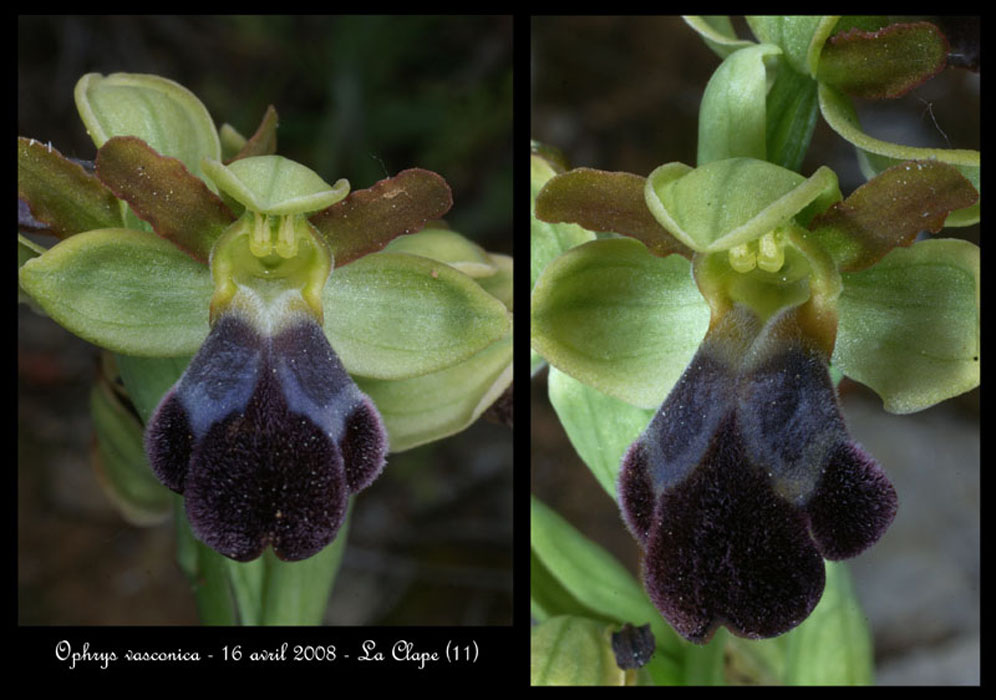 234Ophrys-vasconica3