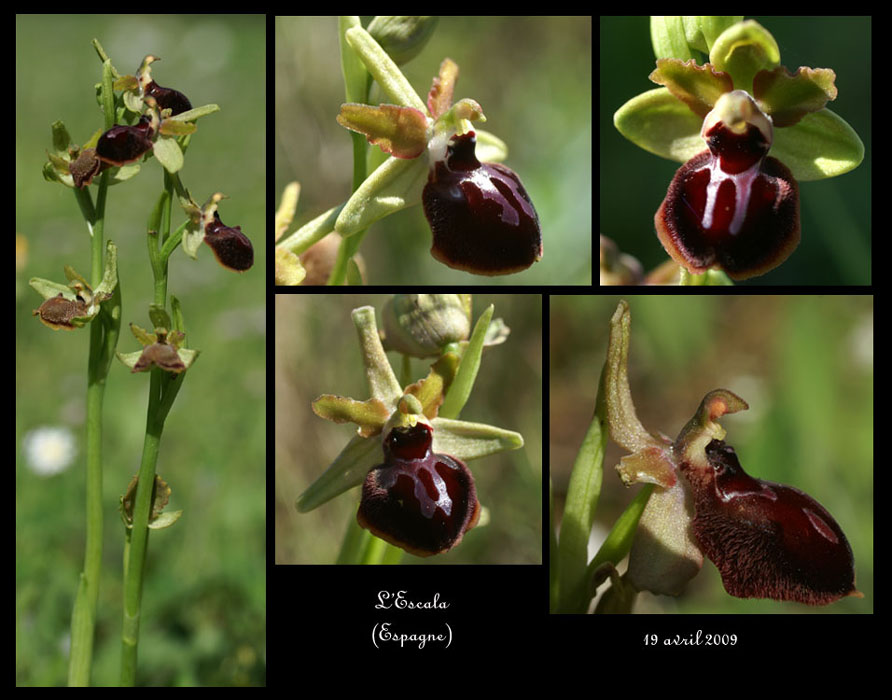 235Ophrys-passionis3