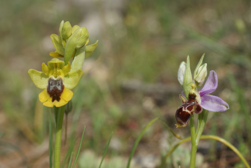 237Ophrys lutea & scolopax Talairan 300409 (28)
