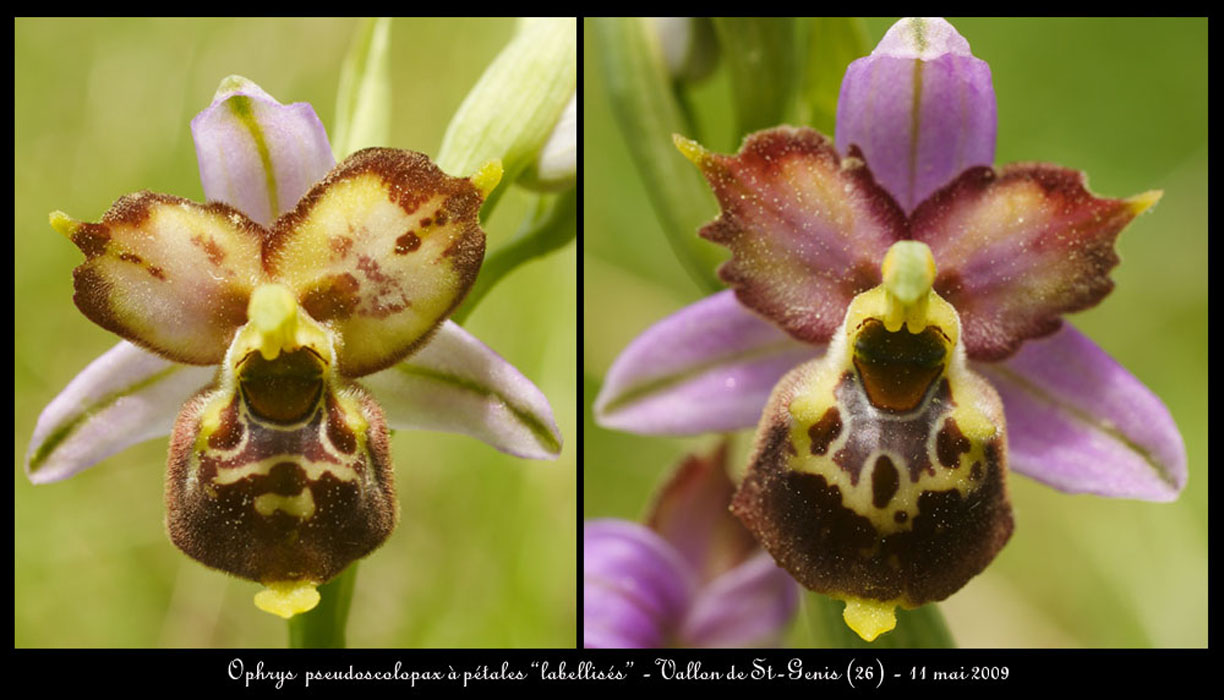 239Ophrys-pseudoscolopaxl3
