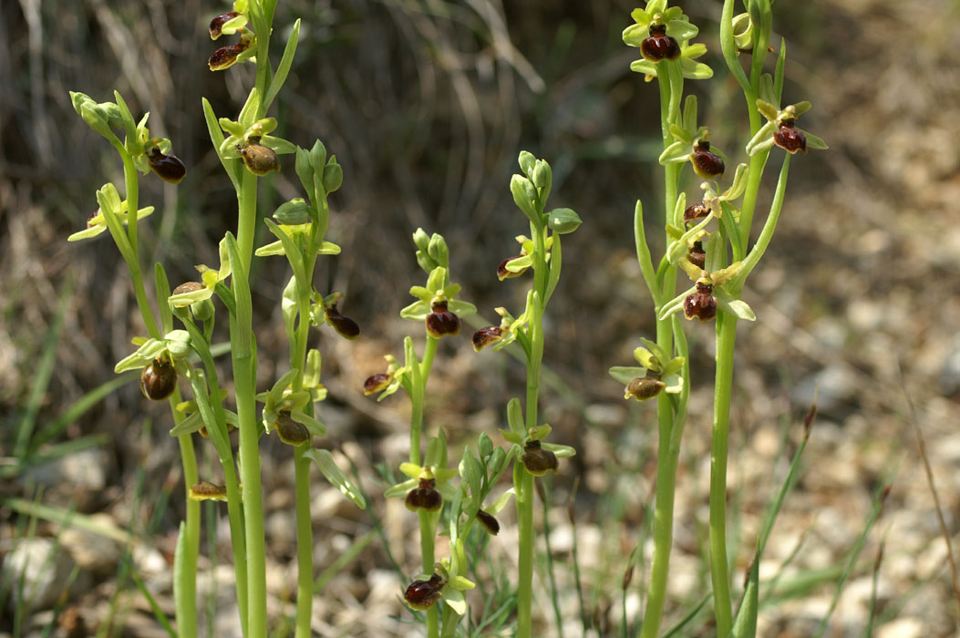 240Ophrys litigiosa virescens Bages 220409 (32)