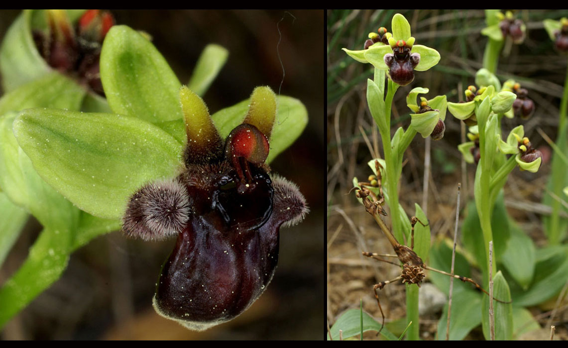 241Ophrys-bombyliflora2
