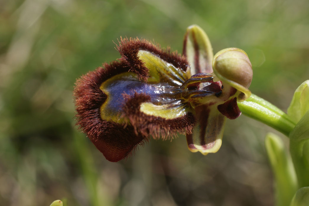 243Ophrys ciliata Parahou st1 020509 (26)